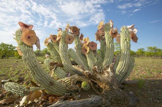 Hoodia Gordonii Benefits Photo