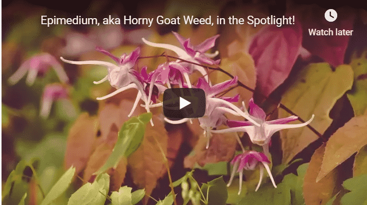 thumb horn goat weed"