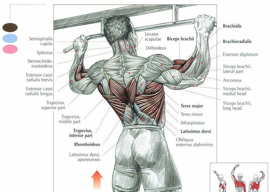 Pull-up: Proper Ways to do|Types|Article